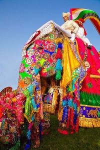 Elephant Festival  Jaipur Rajasthan India