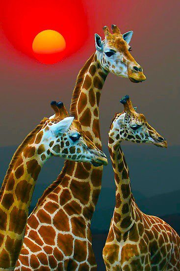 Tres jirafas y sol Amigos Mundiales