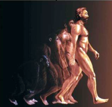 Evolución Homo sapiens