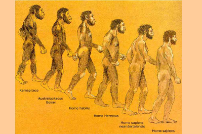 Evolución rapida de los hominidos a Homo sapiens